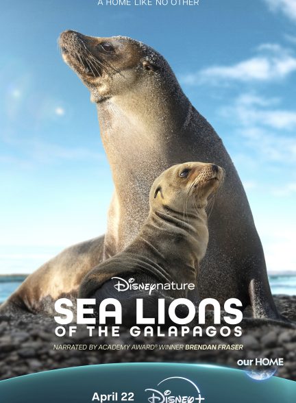Sea Lions of the Galapagos 2025