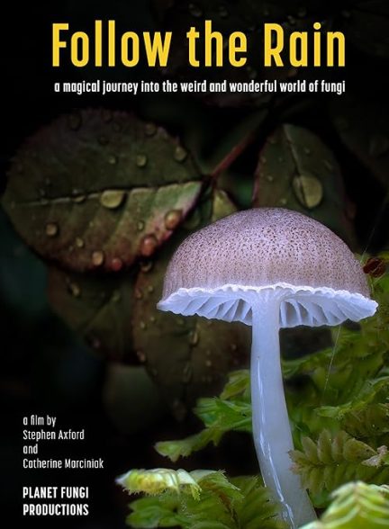 Follow the Rain 2024